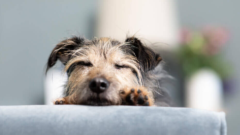 Dog sleeps all clearance day